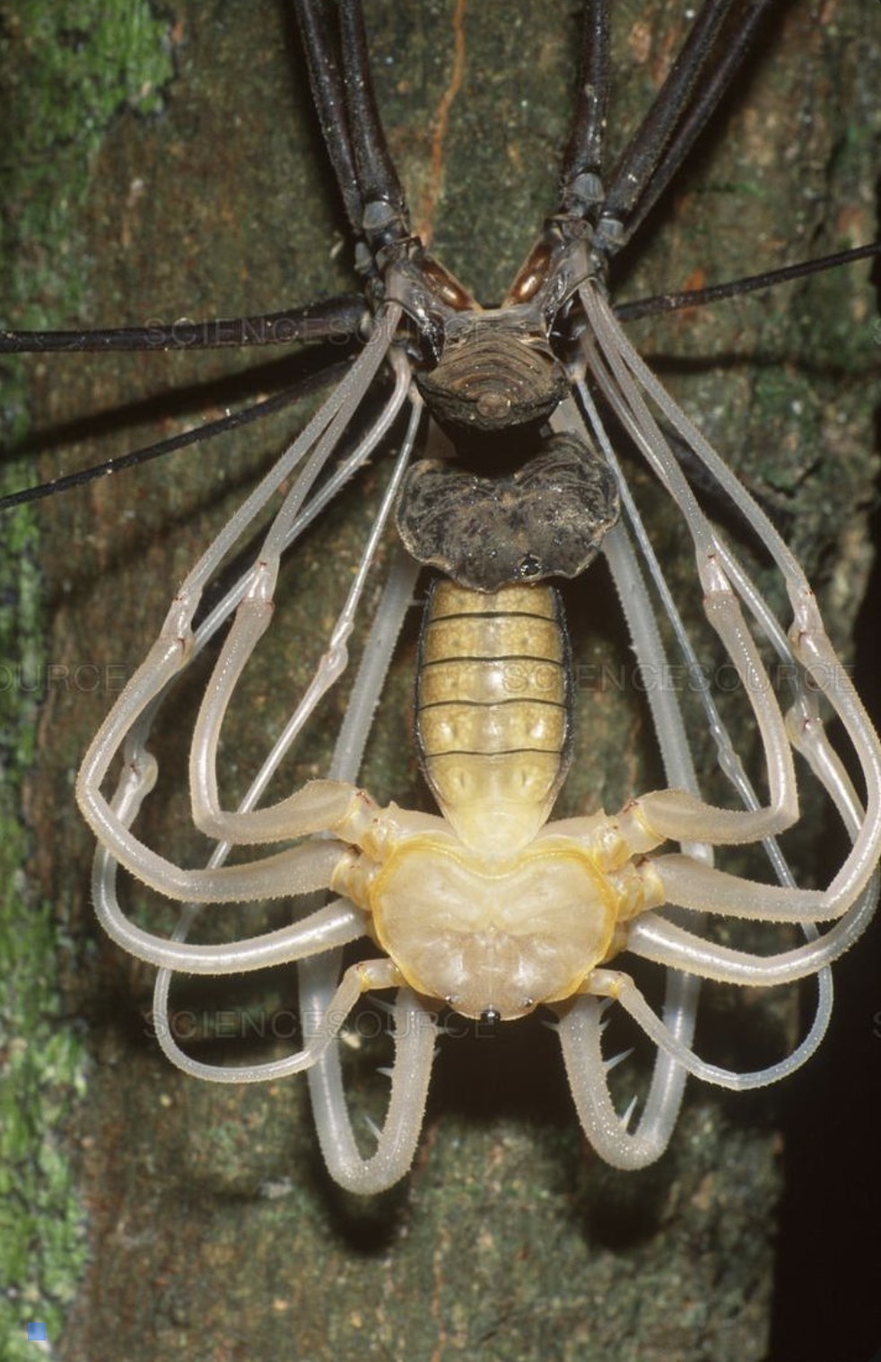 tailless whip scorpion molting - Ource Sciences Sciencesource